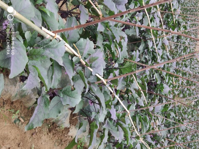圆茄茄子大茄子露天茄子