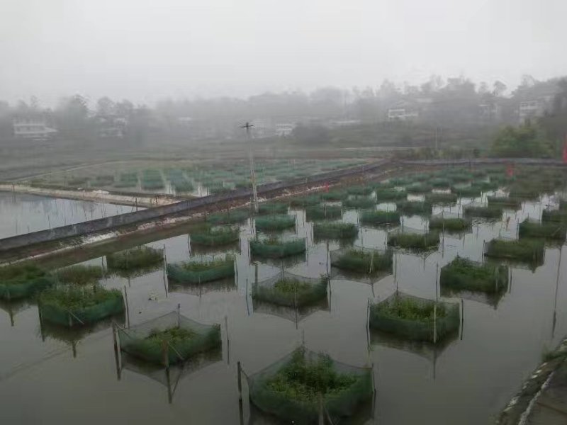 基地直销黄鳝苗，成活率高，抗病毒，技术指导，皮毛好，成活