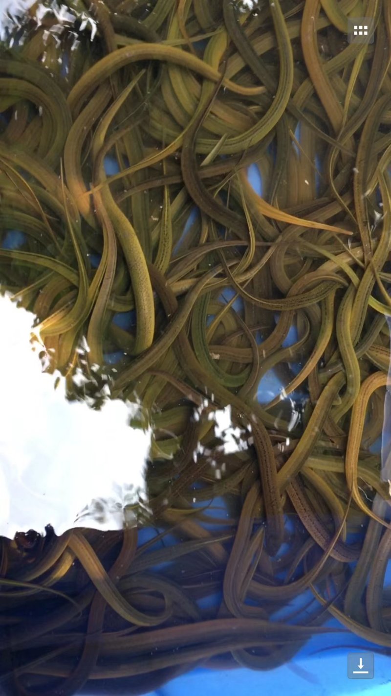 基地直销黄鳝苗，成活率高，抗病毒，技术指导，皮毛好，成活