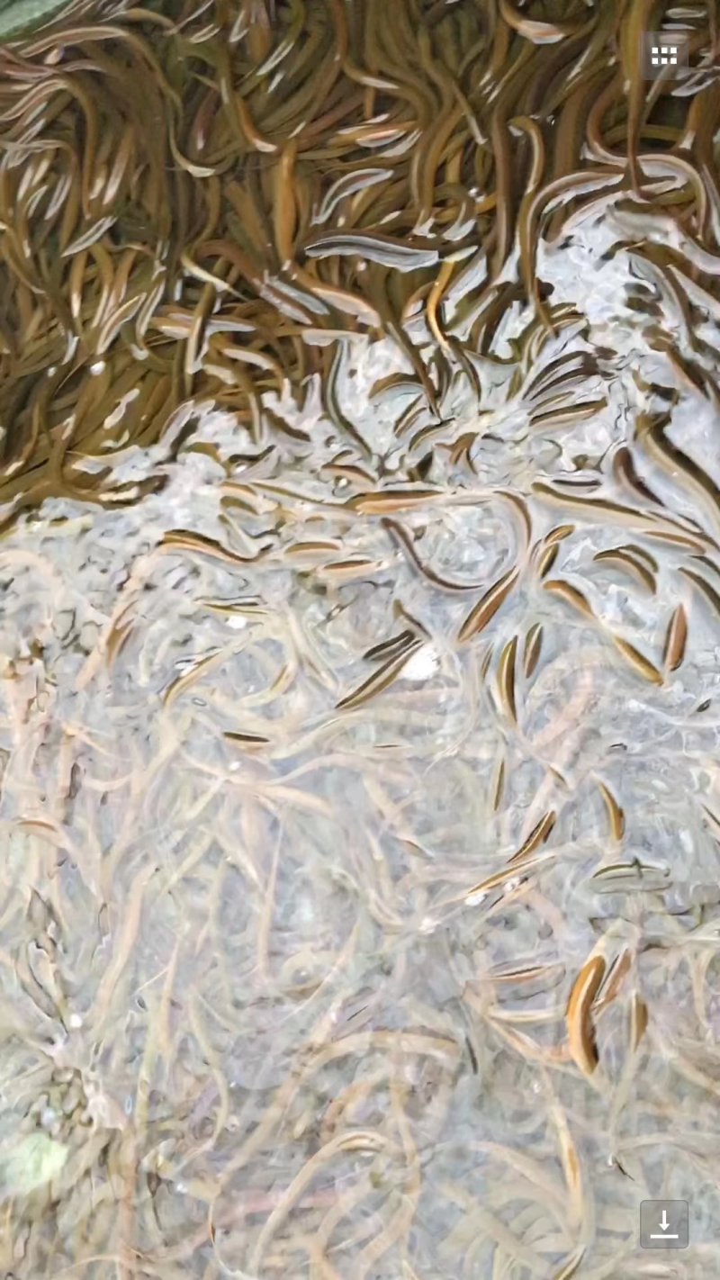 基地直销黄鳝苗，成活率高，抗病毒，技术指导，皮毛好，成活
