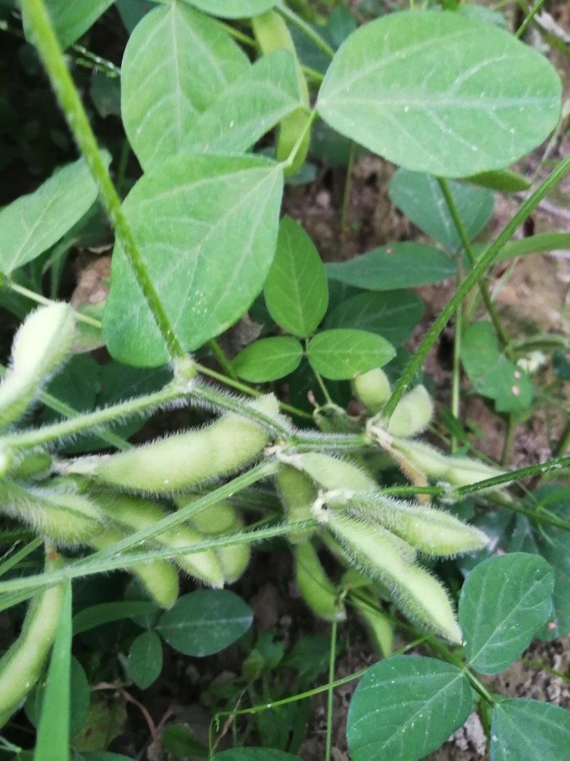 广西博白县毛豆种植基地，产地直销