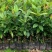 小果巴西甜樱桃苗樱桃小果一年苗不带土发快递