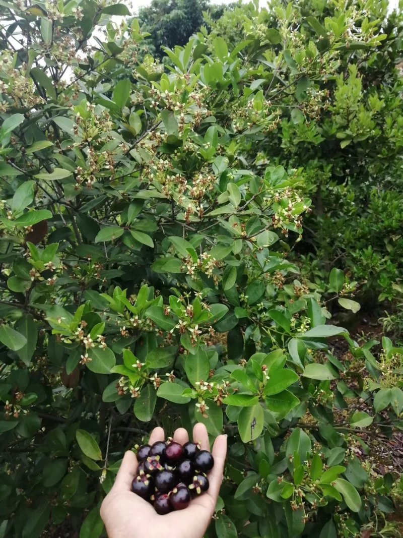 小果巴西甜樱桃苗樱桃小果一年苗不带土发快递