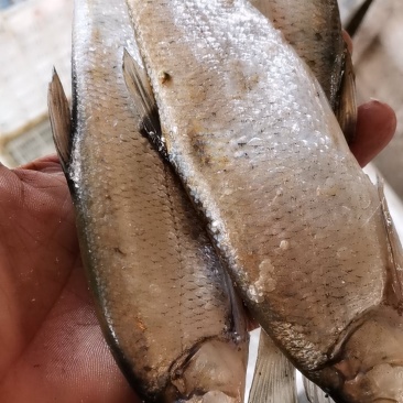 翘嘴鱼