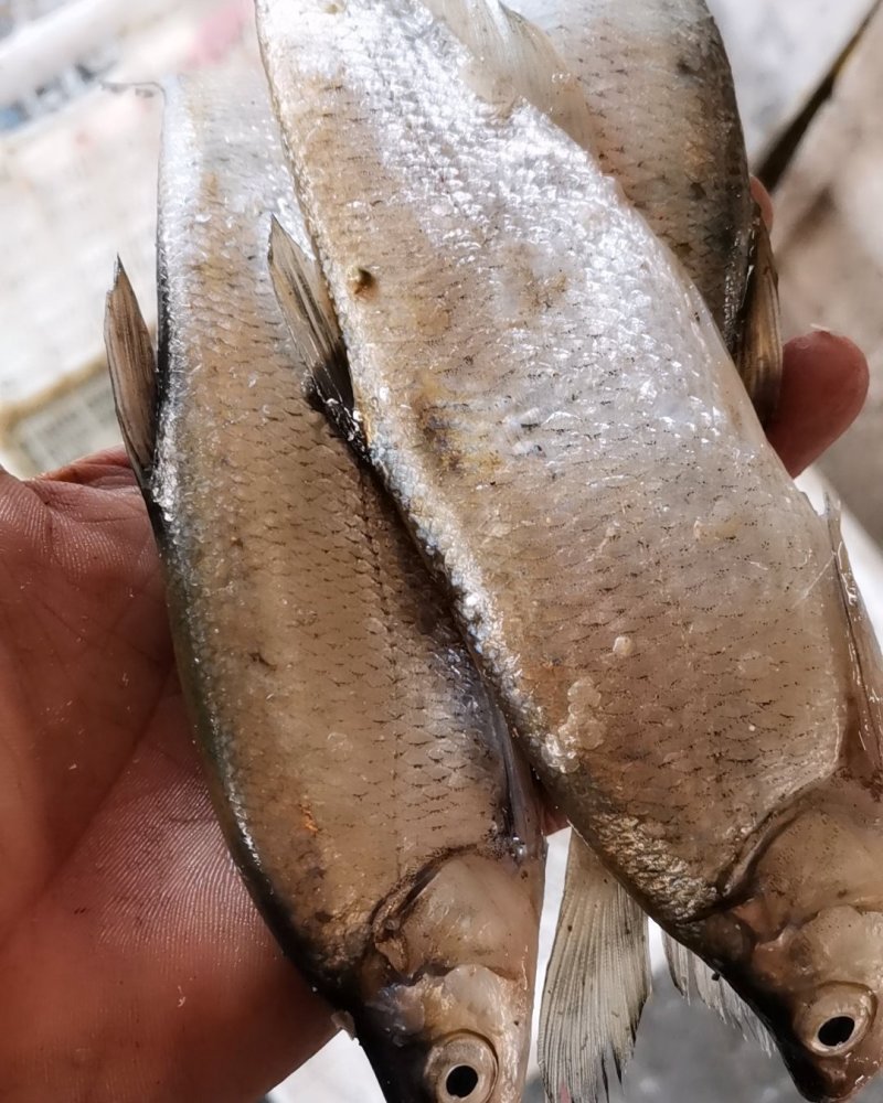 翘嘴鱼