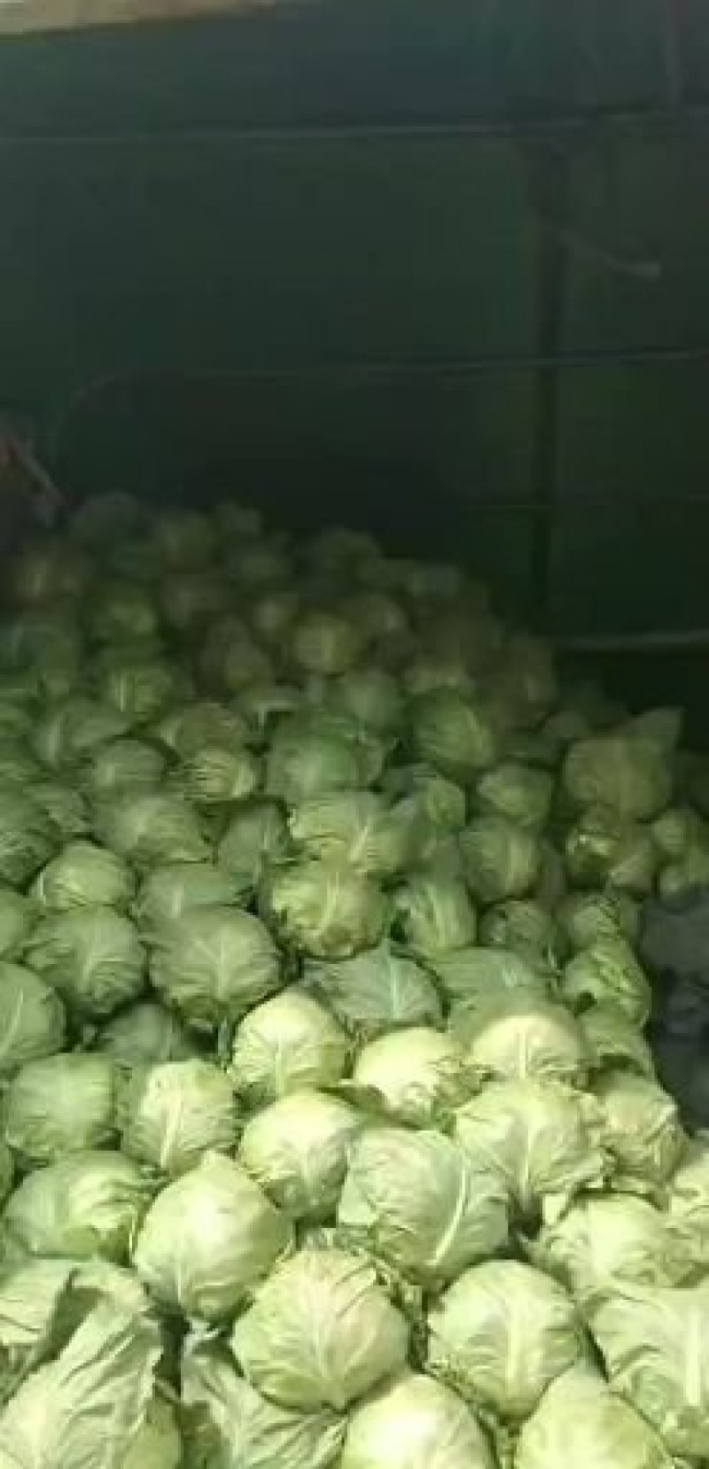包菜