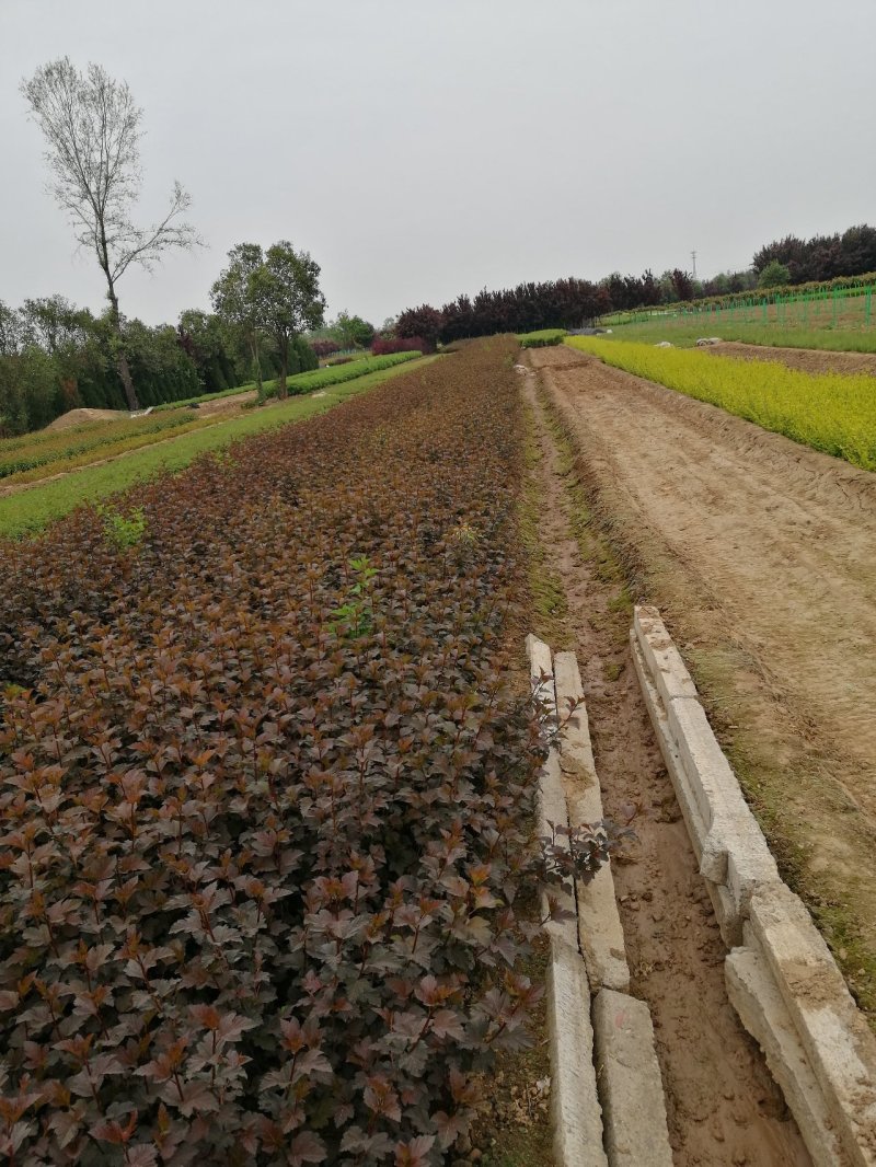 紫叶风箱果营养钵