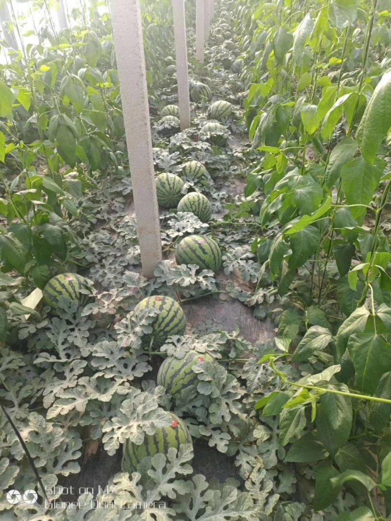 山东潍坊美都8424西瓜大量上市一手货源基地直发等您来电