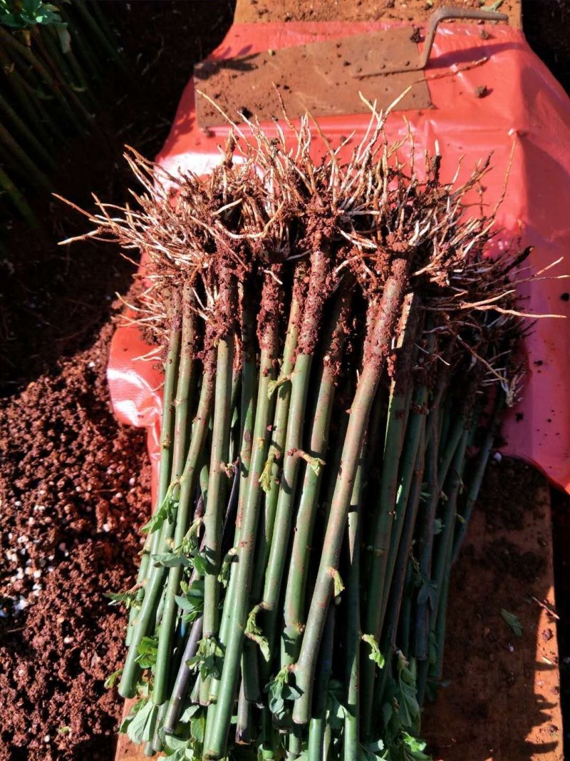 进口无刺蔷薇颜色白色粉色价钱便宜量大从优