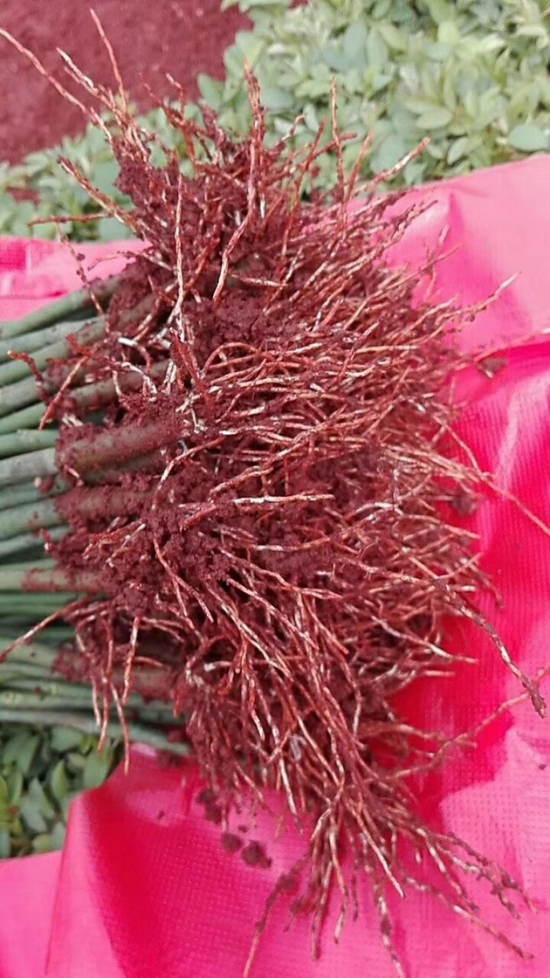 进口无刺蔷薇颜色白色粉色价钱便宜量大从优
