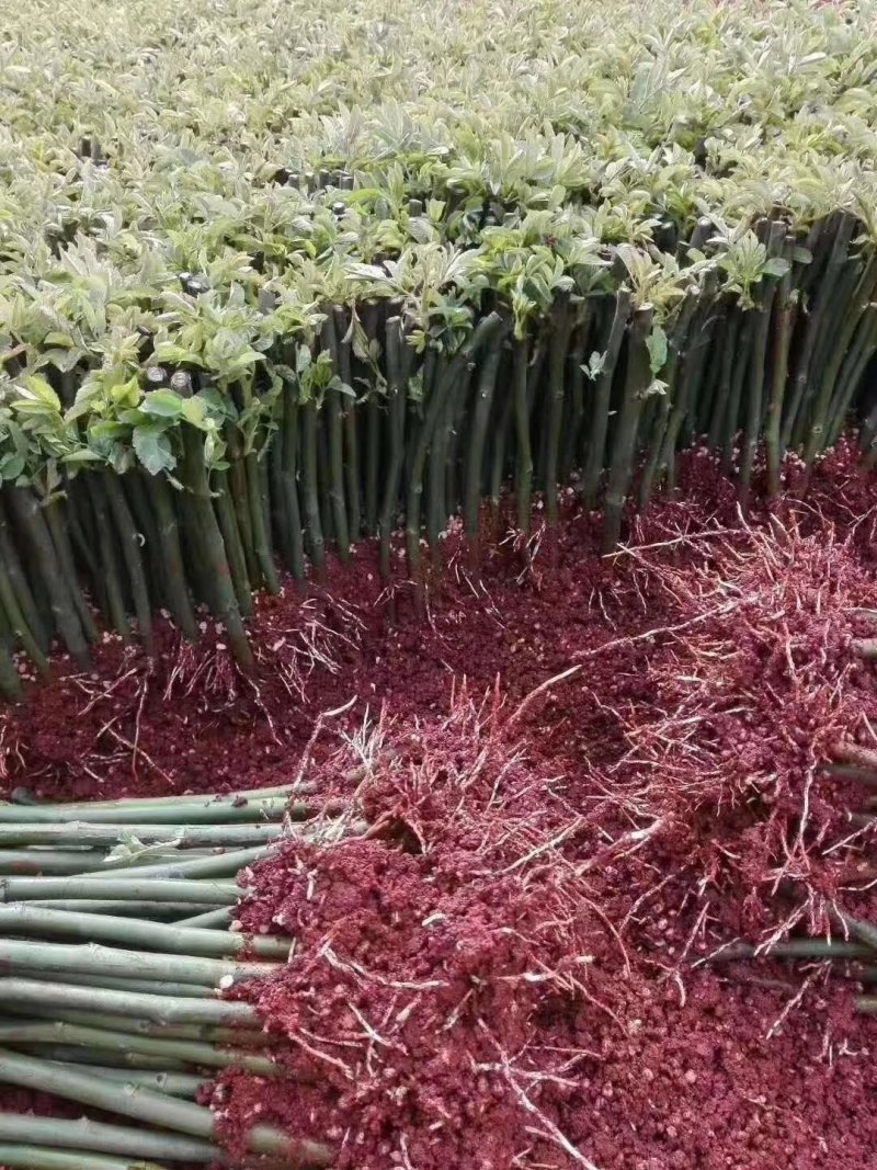 进口无刺蔷薇颜色白色粉色价钱便宜量大从优