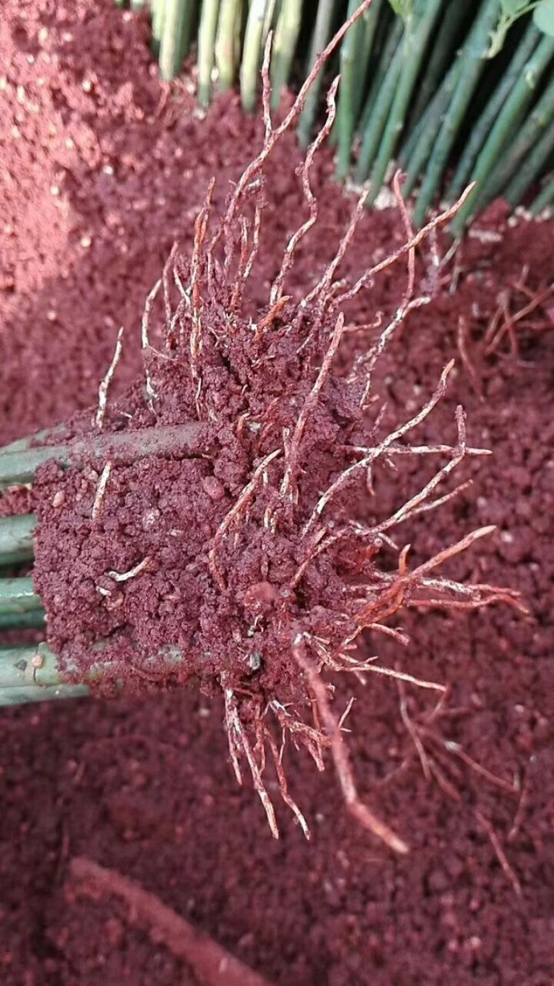 进口无刺蔷薇颜色白色粉色价钱便宜量大从优