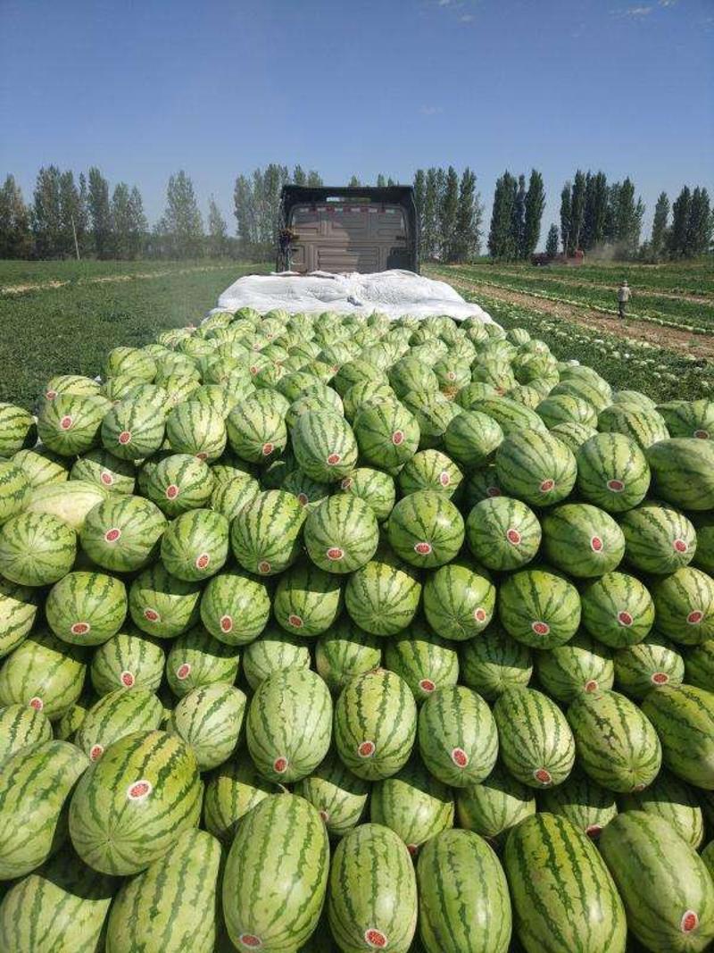 精选安农二号西瓜12斤起步八成熟头茬包熟甜耐运输全国发