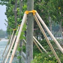 【热卖中】园林绿化用品，绿化树支撑杆，杨木杆，杉木杆，常年供