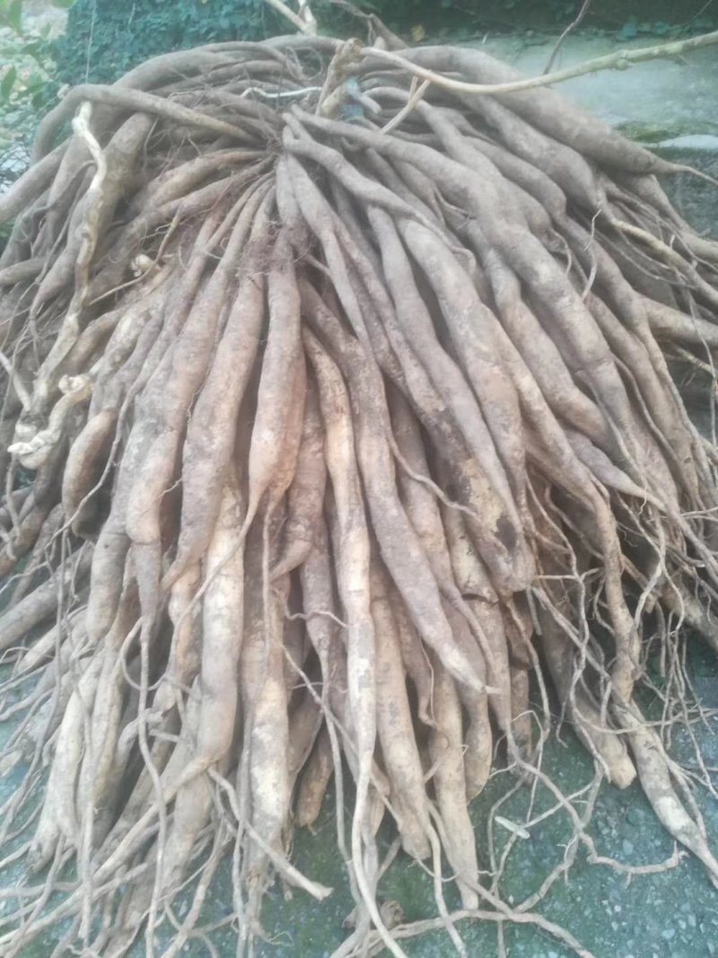 广西贺州红花，白花，百部苗，提供种植技术，基地直供