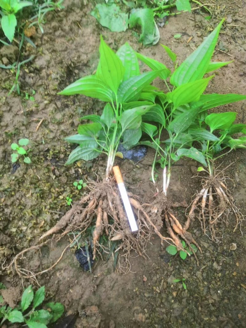 广西贺州红花，白花，百部苗，提供种植技术，基地直供