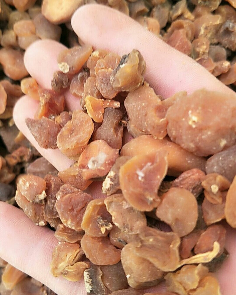 土贝母，常年批发供应土贝母，中药材量大从优