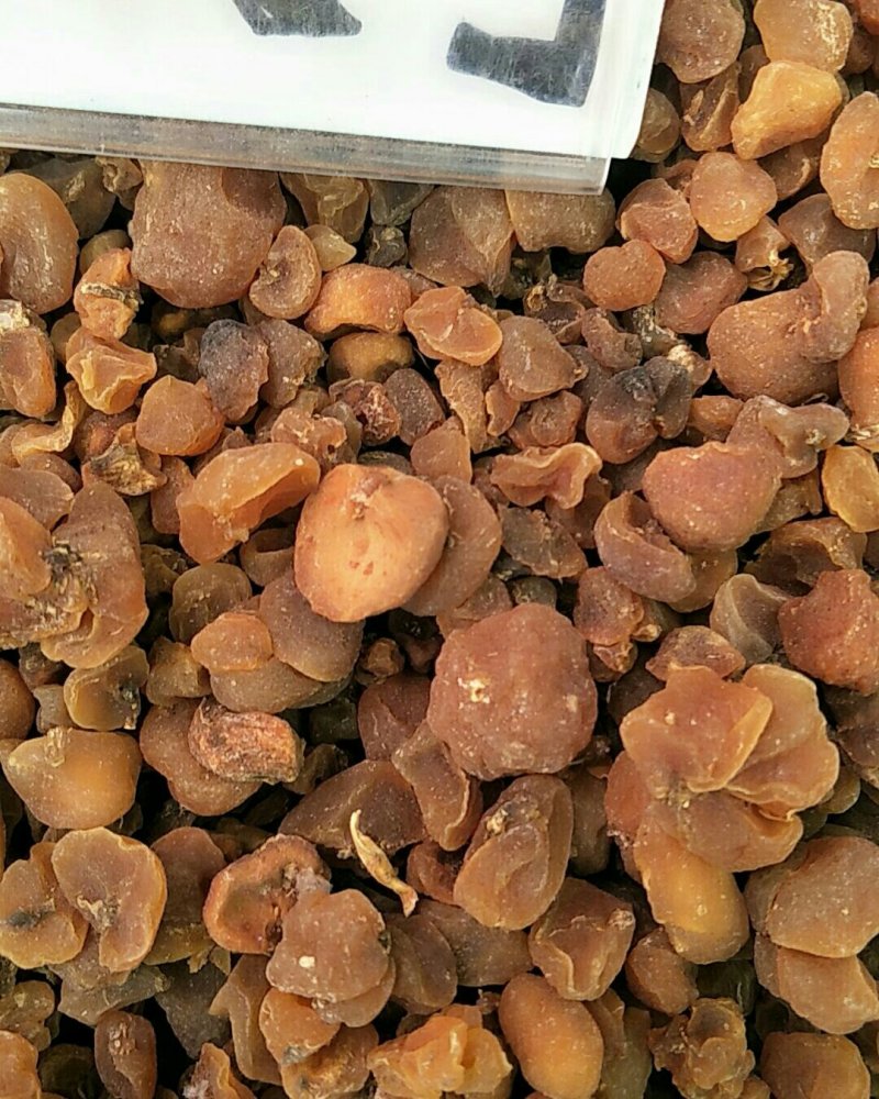 土贝母，常年批发供应土贝母，中药材量大从优
