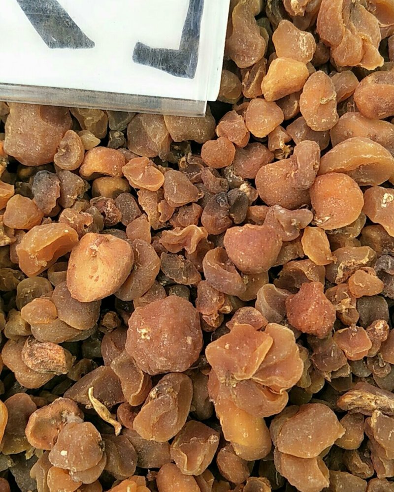 土贝母，常年批发供应土贝母，中药材量大从优