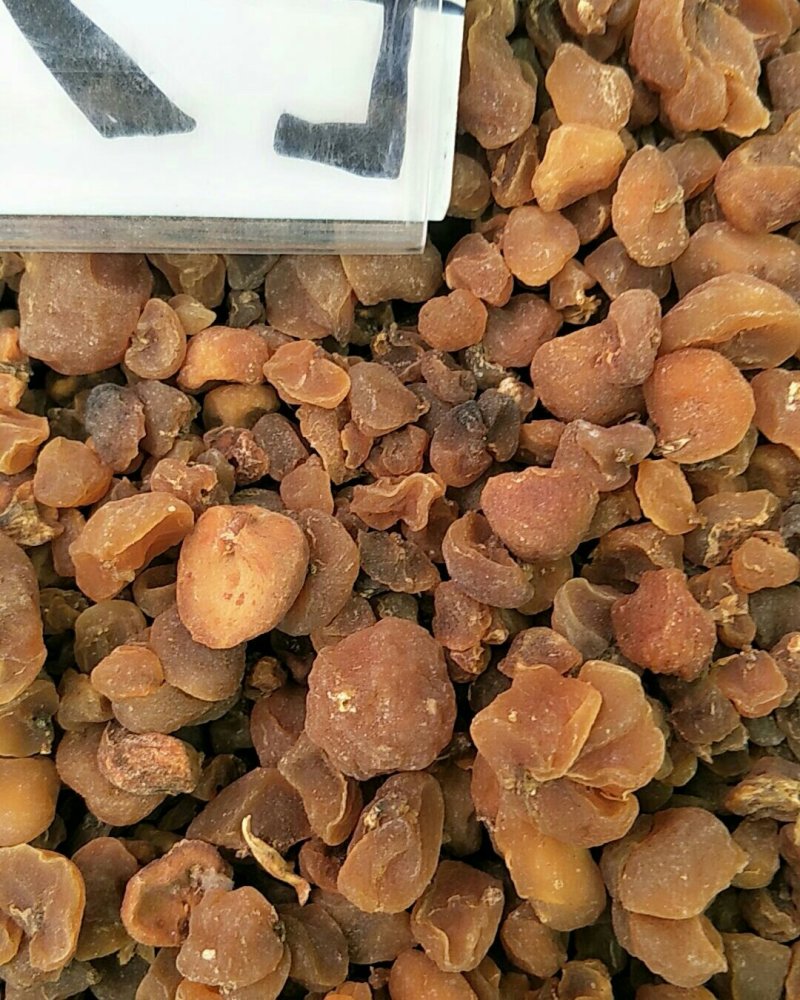 土贝母，常年批发供应土贝母，中药材量大从优