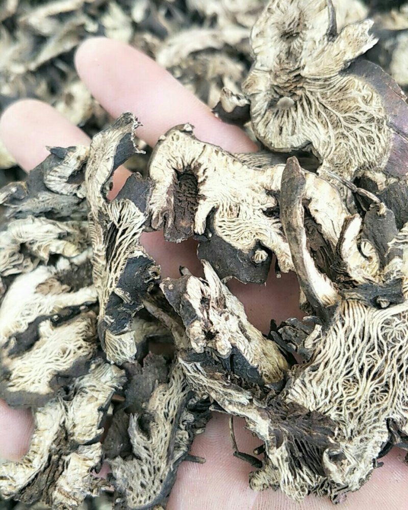 升麻，常年批发供应中药材，野生升麻各种规格产地货