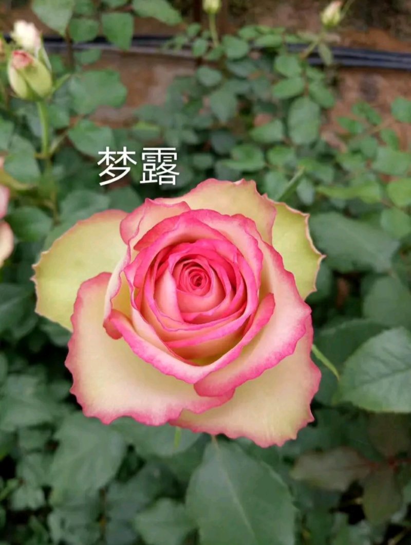 【全国热销】玫瑰苗点开商品100棵包邮发货！批发零售