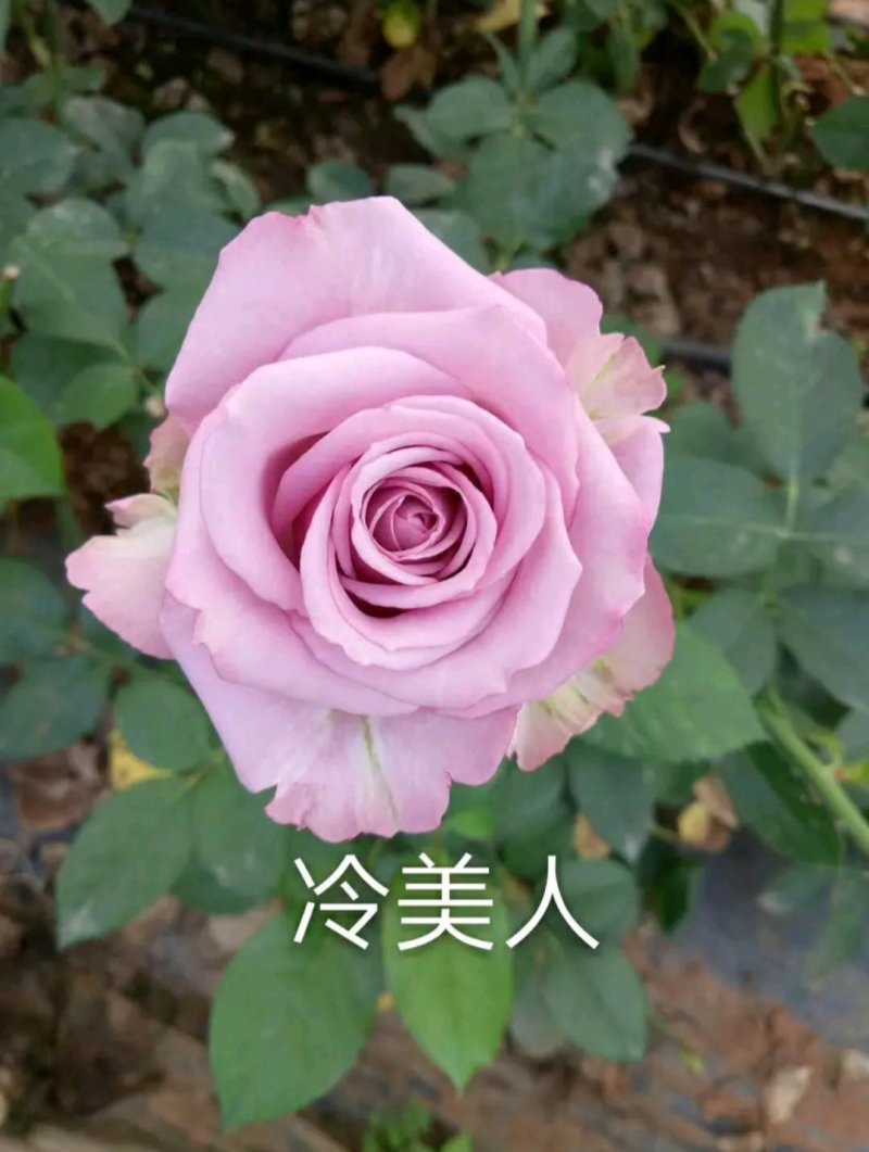 【全国热销】玫瑰苗点开商品100棵包邮发货！批发零售
