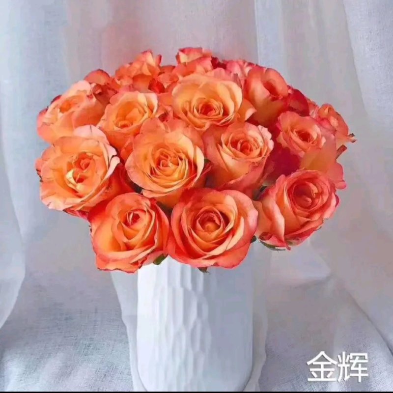 【全国热销】玫瑰苗点开商品100棵包邮发货！批发零售