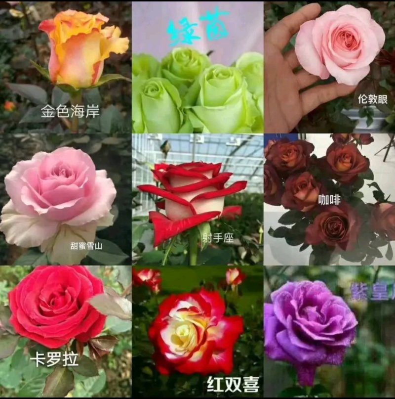 【全国热销】玫瑰苗点开商品100棵包邮发货！批发零售