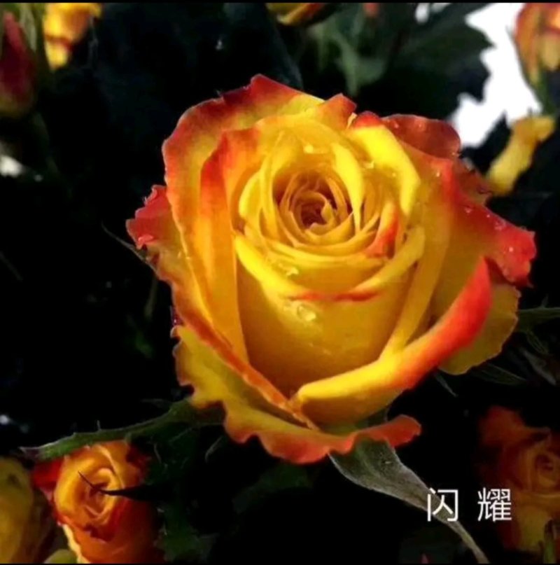 【全国热销】玫瑰苗点开商品100棵包邮发货！批发零售