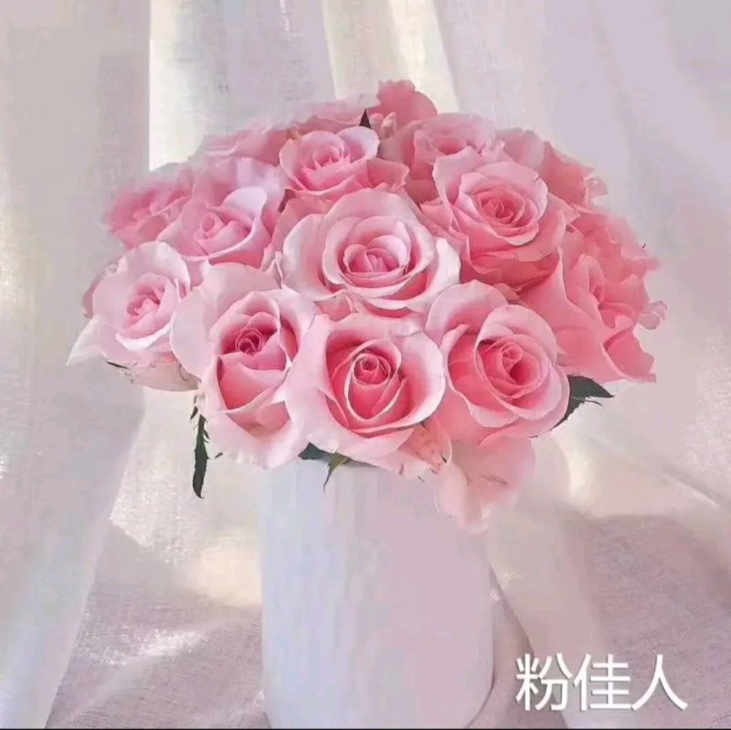 【全国热销】玫瑰苗点开商品100棵包邮发货！批发零售