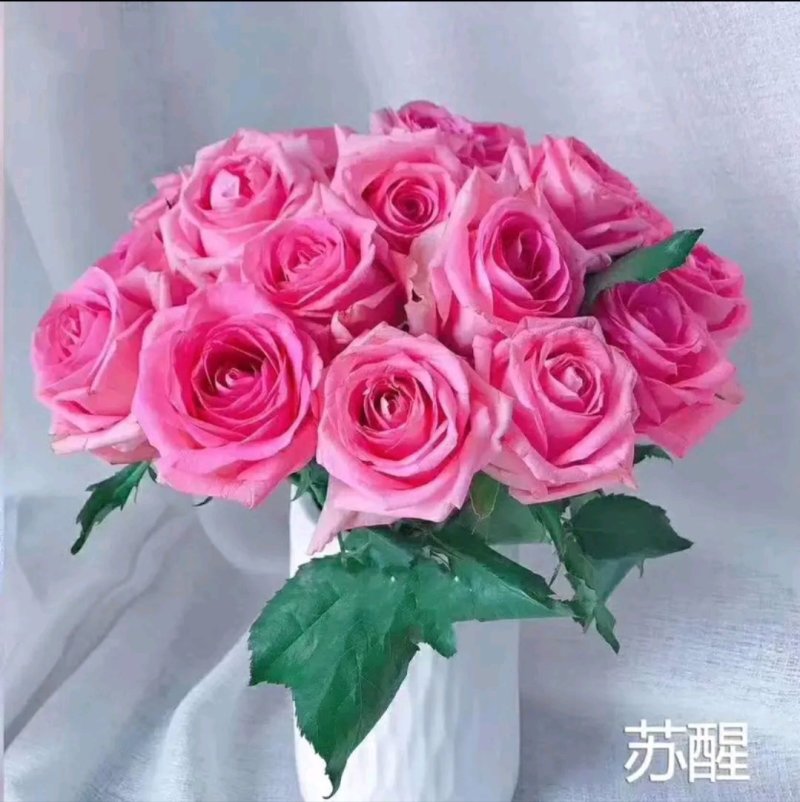 【全国热销】玫瑰苗点开商品100棵包邮发货！批发零售
