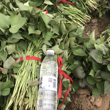 原种脱毒商薯19