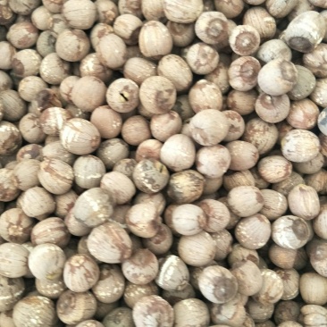 红莲子，常年批发供应各种规格产地红莲子药食同源