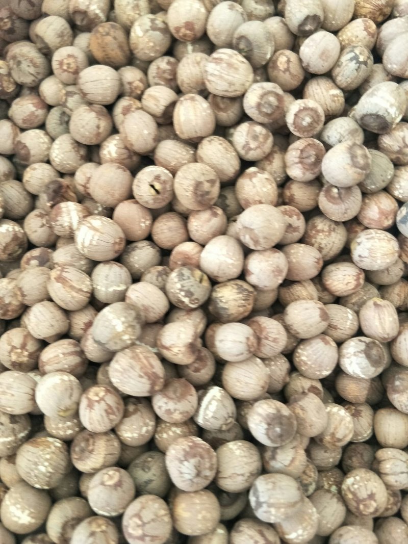 红莲子，常年批发供应各种规格产地红莲子药食同源