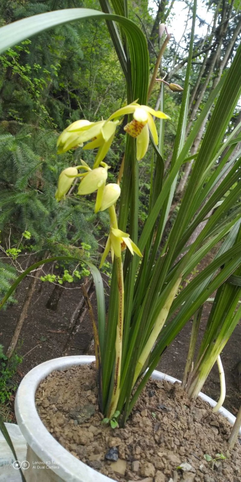 野生蕙兰。