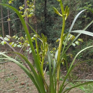 野生蕙兰。