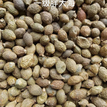 胖大海