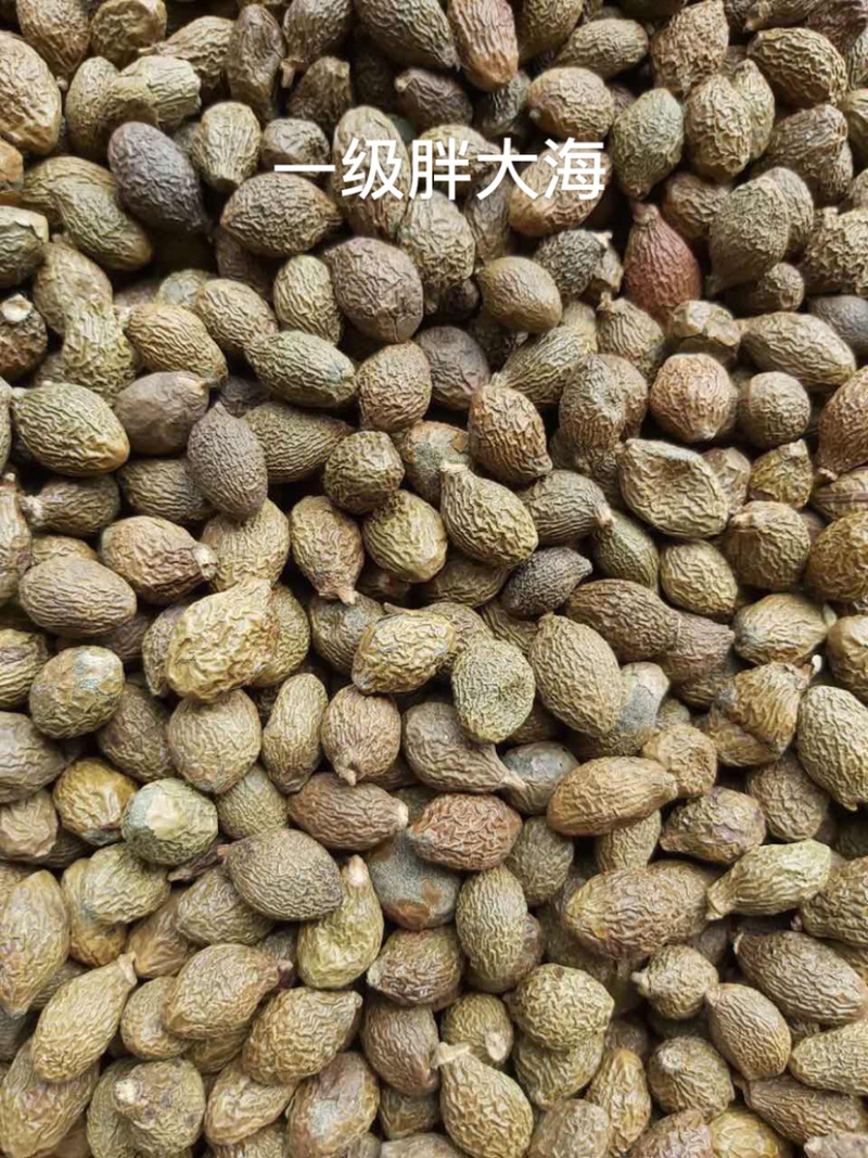 胖大海