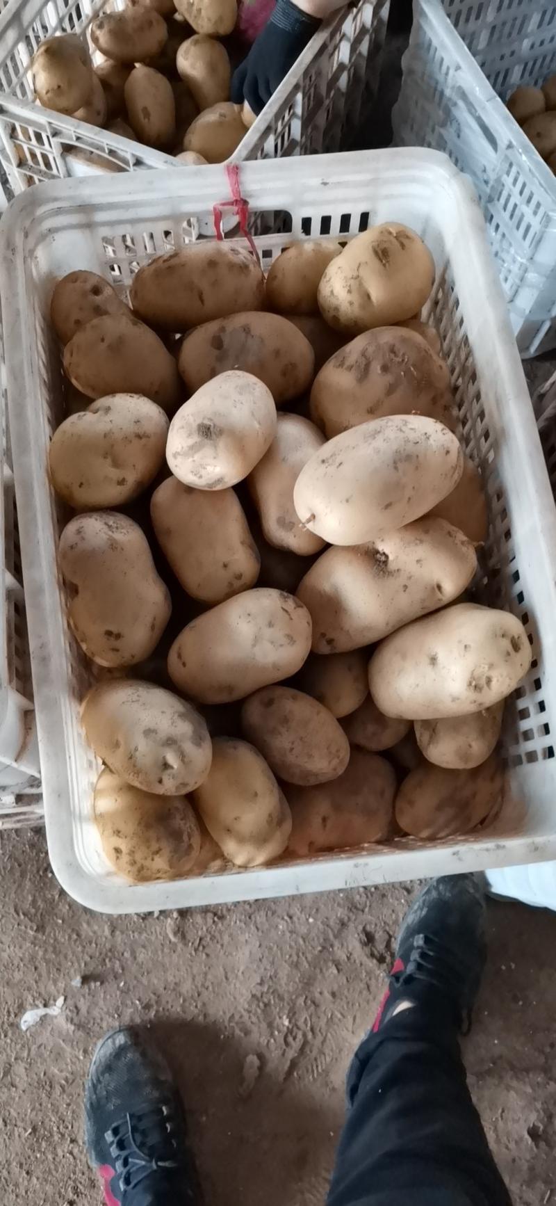 精选荷兰十五土豆黄皮黄心产地直发价格便宜供应商超