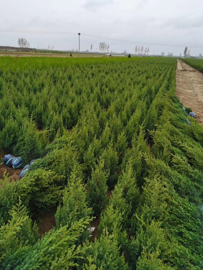 望都塔桧刺柏塔侩圆柏桧柏柏树