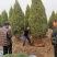 望都塔桧塔快,快柏,圆柏刺柏柏树,四季常绿