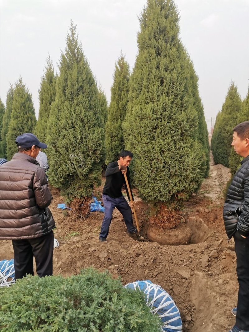 望都塔桧塔快，快柏，圆柏刺柏柏树，四季常绿