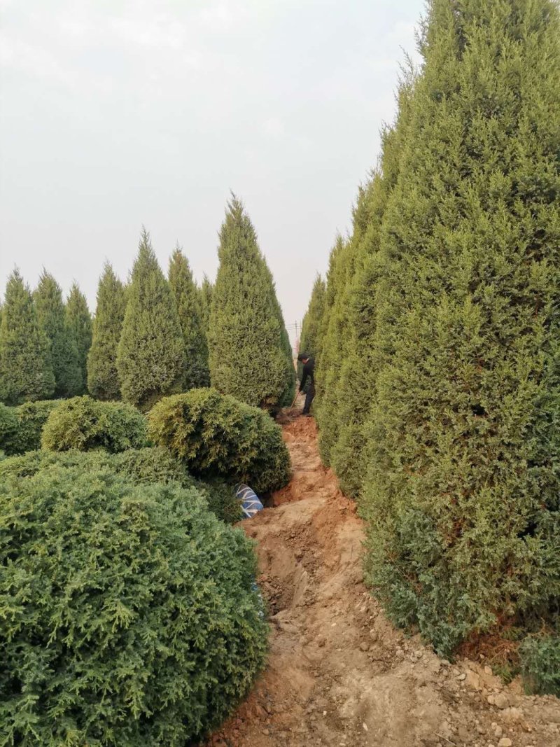 望都塔桧塔快，快柏，圆柏刺柏柏树，四季常绿