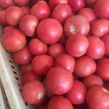 山西，西红柿大量发货，