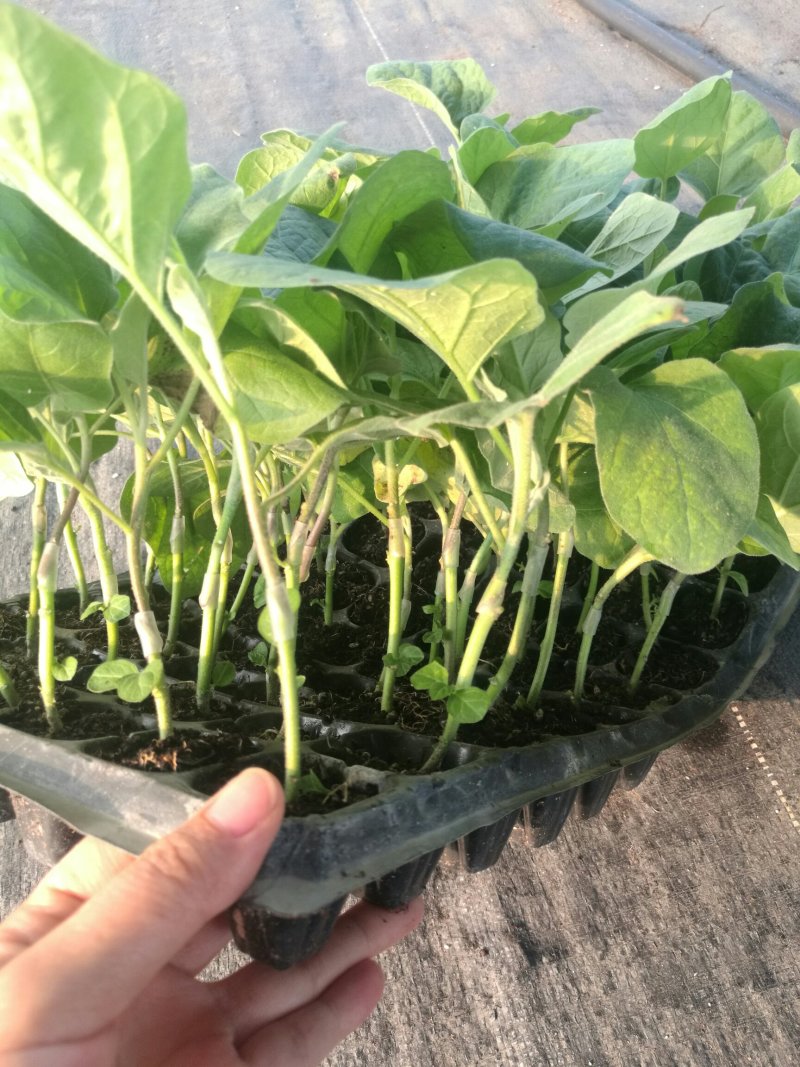 《嫁接苗》长、中茄，抗病能力强，植株生长旺盛
