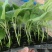 《嫁接苗》长、中茄，抗病能力强，植株生长旺盛