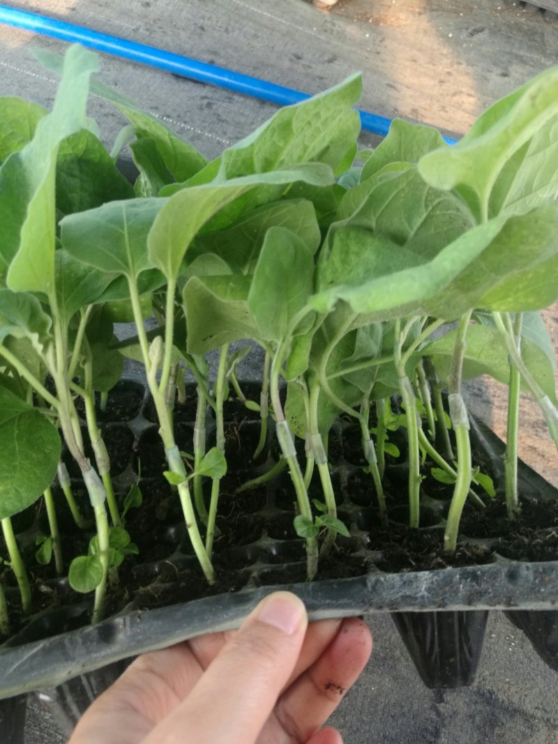 《嫁接苗》长、中茄，抗病能力强，植株生长旺盛
