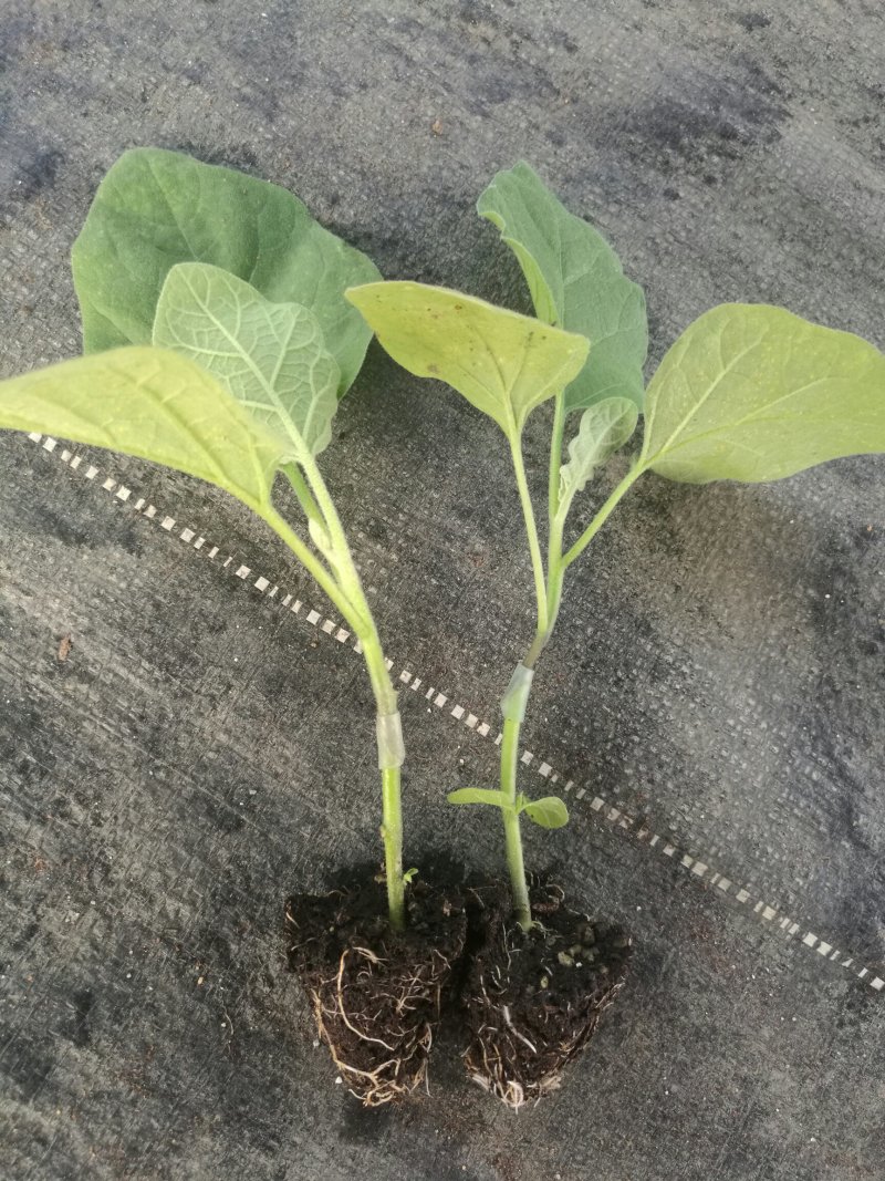 《嫁接苗》长、中茄，抗病能力强，植株生长旺盛