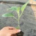 《嫁接苗》长、中茄，抗病能力强，植株生长旺盛